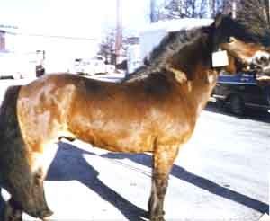 Albert 155