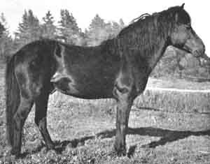 Algos Pelle 116