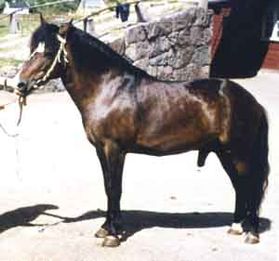 Bronco 179