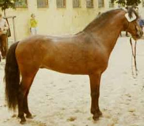 Caribel 166