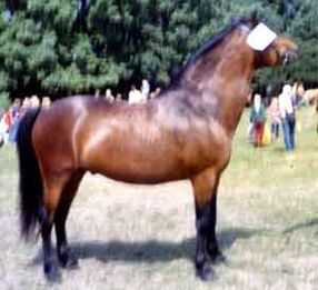 Charlie 186