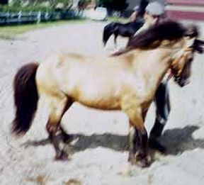 Glimmer 161