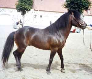 Klinte 190