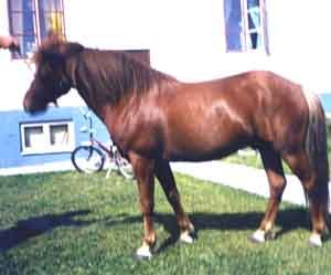 Pontus 184
