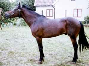 Pysen III 134