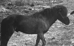 Ragul 176