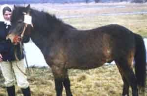 Seppo 153