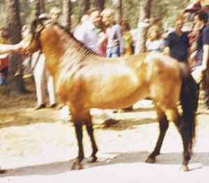 Sven 195