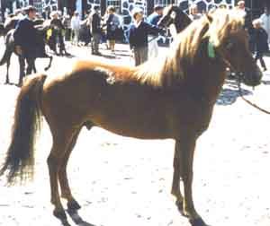 Tjelvar 135