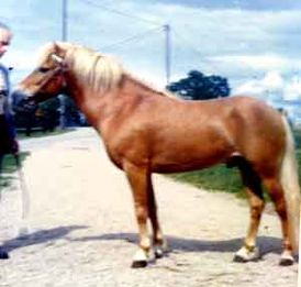 Bojar 258