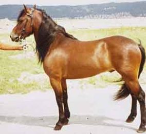 Brunte 220