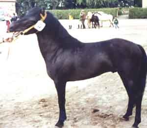 Egil 206