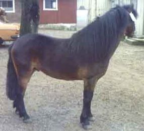 Frippe 278