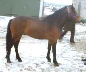Glokar 293