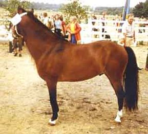 Jonte 228