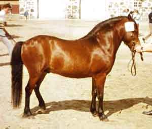 Kvickman 223