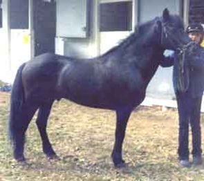 Maribel 245