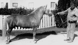 Marino 213