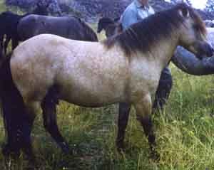 Mustang 219