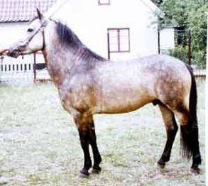 Schappman 240