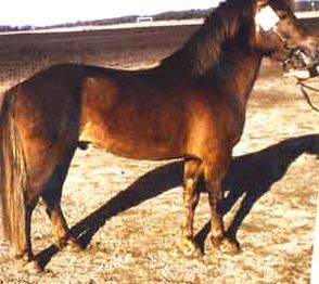 Triccolo (tillstånd 1 år)