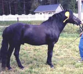 Amarillo 348