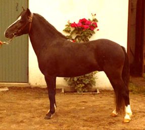 Briljant 322
