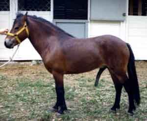 Brokad 323