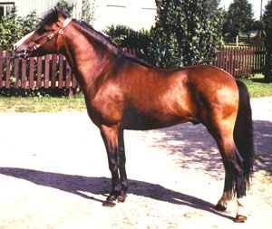 Caruso 334