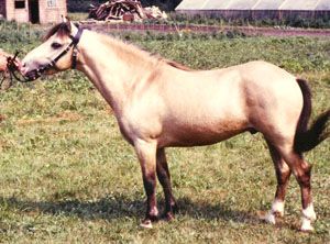 Fanfar 362