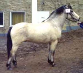 Fido 305
