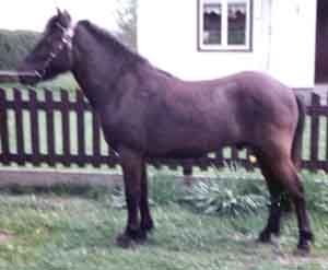 Goldör 366