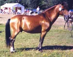 Helios 373