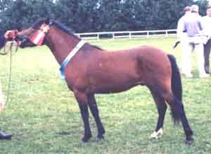 Intrig 378