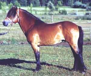 Jucent 391