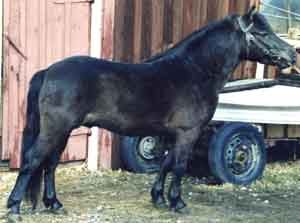 Julit 394