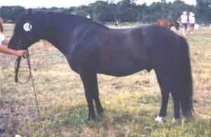 Jupard 388