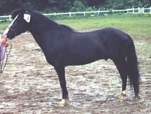 Kajton 390