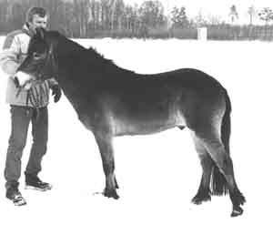 Kasper 370