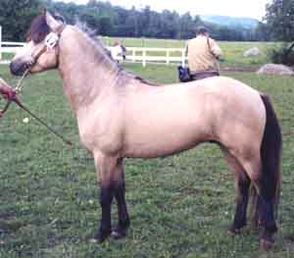 Komet 338
