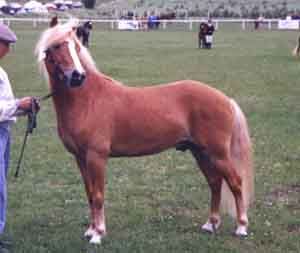 Noy 379