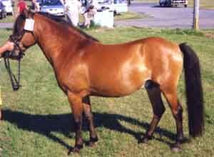 Amadeus 429
