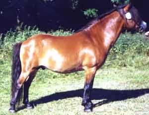 Allgunnens Opal G 428