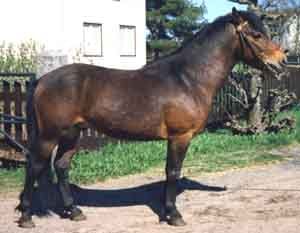 Allgunnens Qvantas 457