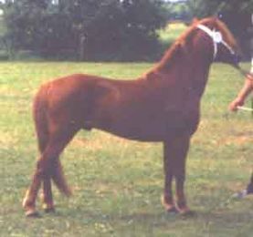 Birk 447