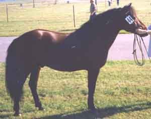Dickie 402