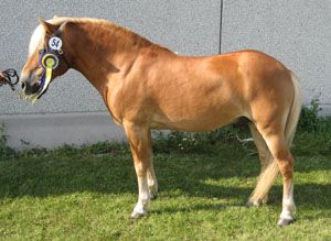 Drömprinsn 460