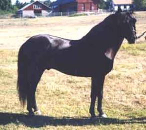 Ernst Mascot 435