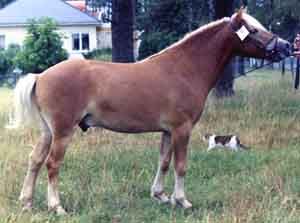 Kajak G 405