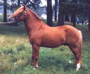 Lagun G 406